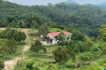 High-quality durian trees for sale, the first choice for orchard investment!