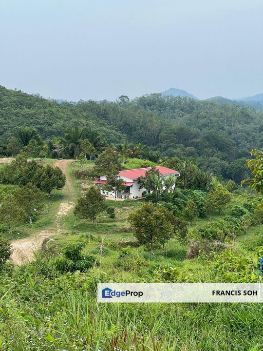 High-quality durian trees for sale, the first choice for orchard investment!, Kelantan, Gua Musang