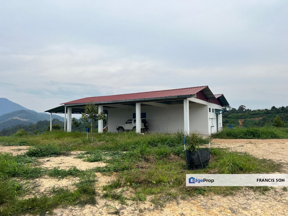 High-quality durian trees for sale, the first choice for orchard investment!, Kelantan, Gua Musang