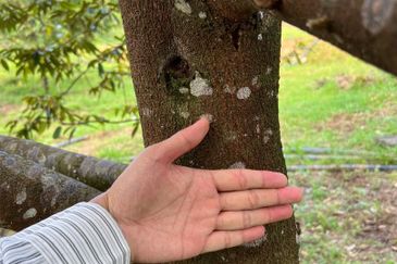 High-quality durian trees for sale, the first choice for orchard investment!