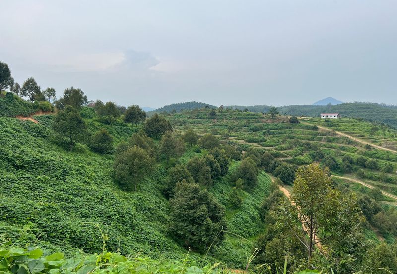 Gua Musang, High-quality durian orchard for sale, the first choice for orchard investment!