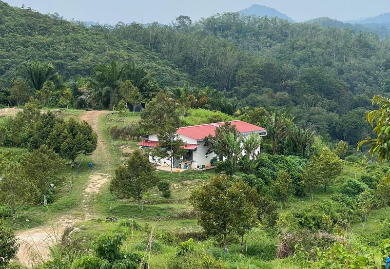 Gua Musang, High-quality durian orchard for sale, the first choice for orchard investment!