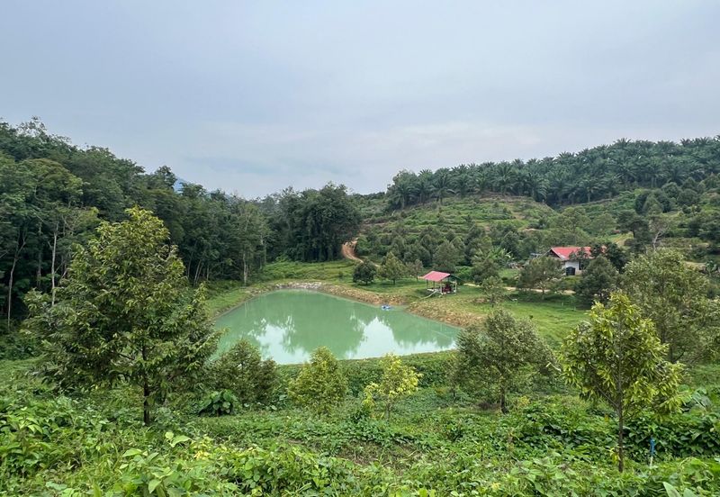 Gua Musang, High-quality durian orchard for sale, the first choice for orchard investment!