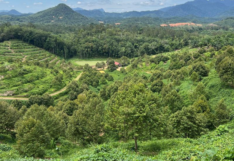 Gua Musang, High-quality durian orchard for sale, the first choice for orchard investment!