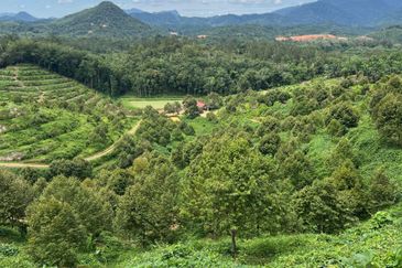 Gua Musang, High-quality durian orchard for sale, the first choice for orchard investment!
