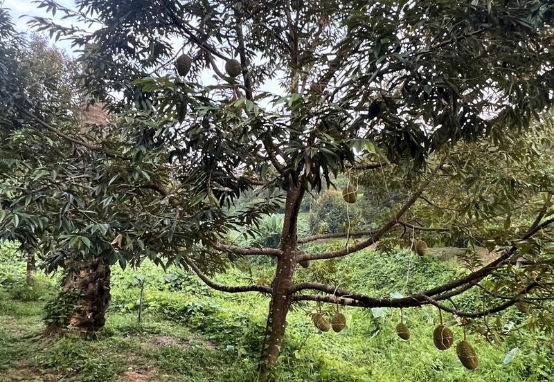 Gua Musang, High-quality durian orchard for sale, the first choice for orchard investment!
