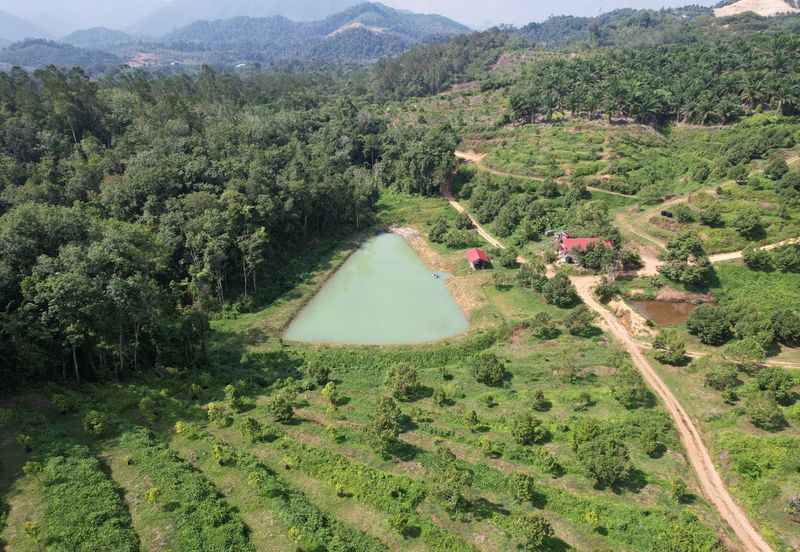 Gua Musang, High-quality durian orchard for sale, the first choice for orchard investment!