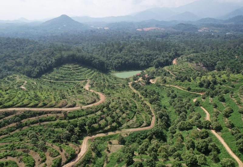 Gua Musang, High-quality durian orchard for sale, the first choice for orchard investment!