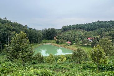 High-quality durian orchard for sale, the first choice for orchard investment!