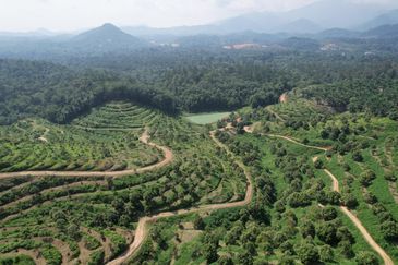 High-quality durian orchard for sale, the first choice for orchard investment!