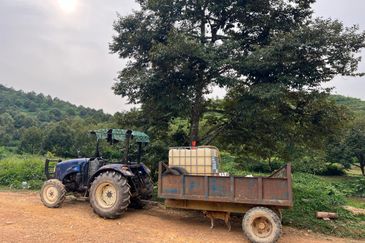 High-quality durian orchard for sale, the first choice for orchard investment!