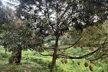 High-quality durian orchard for sale, the first choice for orchard investment!