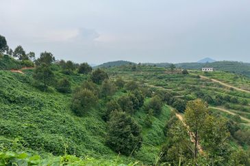 High-quality durian orchard for sale in Gua Musang,