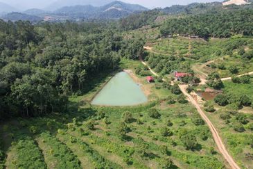 High-quality durian orchard for sale in Gua Musang,