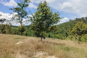 Riverside durian farm in Benta, Kuala Lipis