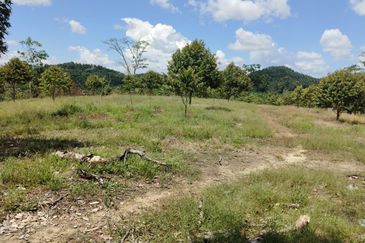 Riverside durian farm in Benta, Kuala Lipis