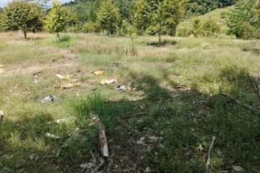 Riverside durian farm in Benta, Kuala Lipis