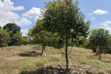 Riverside durian farm in Benta, Kuala Lipis