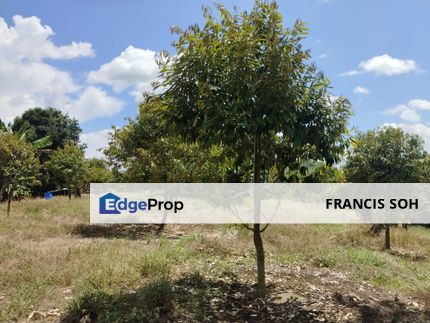 Riverside durian farm in Benta, Kuala Lipis, Pahang, Kuala Lipis