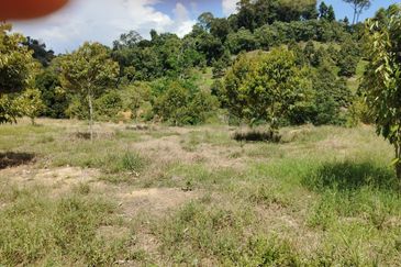 Riverside durian farm in Benta, Kuala Lipis