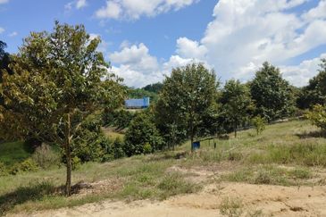 Riverside durian farm in Benta, Kuala Lipis