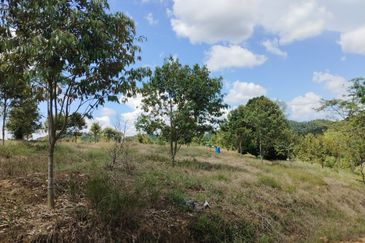 Riverside durian farm in Benta, Kuala Lipis
