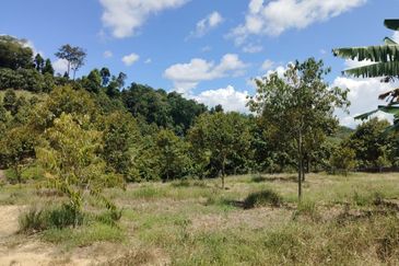 Riverside durian farm in Benta, Kuala Lipis