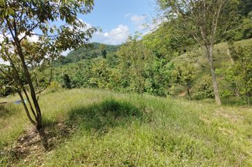 Riverside durian farm in Benta, Kuala Lipis
