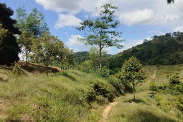 Riverside durian farm in Benta, Kuala Lipis