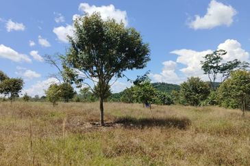 Riverside durian farm in Benta, Kuala Lipis