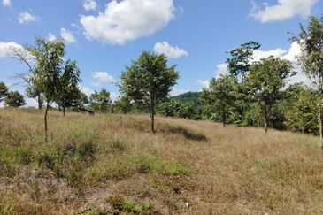 Riverside durian farm in Benta, Kuala Lipis