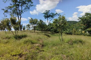 Riverside durian farm in Benta, Kuala Lipis