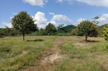 Riverside durian farm in Benta, Kuala Lipis