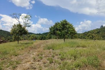 Riverside durian farm in Benta, Kuala Lipis