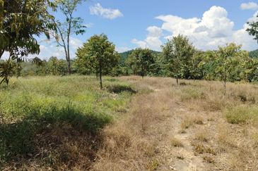 Riverside durian farm in Benta, Kuala Lipis