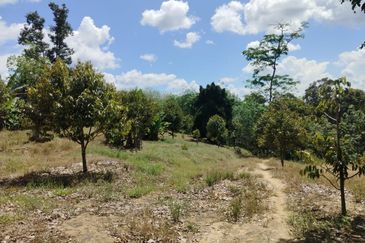 Riverside durian farm in Benta, Kuala Lipis