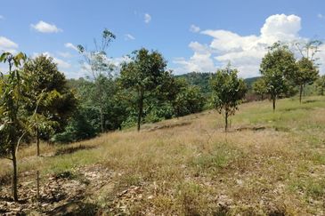 Riverside durian farm in Benta, Kuala Lipis
