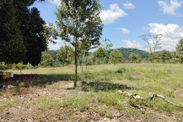 Riverside durian farm in Benta, Kuala Lipis