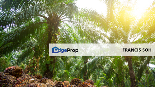 Palm oil land, suitable for plant durian Sabai, Bentong, Pahang, Karak