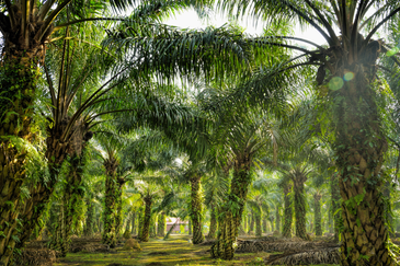 Palm oil land, suitable for plant durian Sabai, Bentong