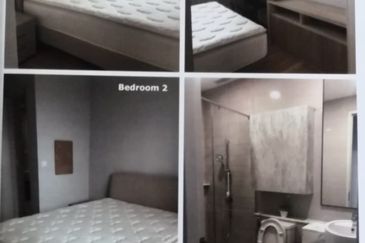 Cyperus @ Tropicana Gardens