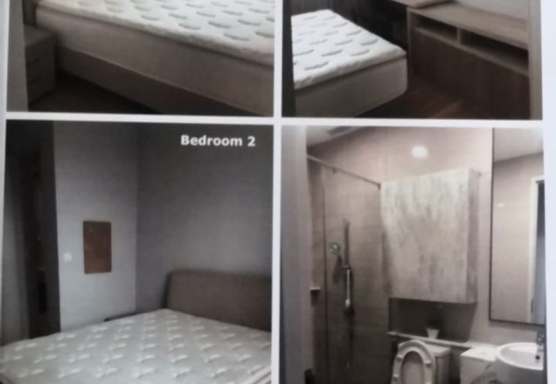 Cyperus @ Tropicana Gardens