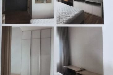 Cyperus @ Tropicana Gardens