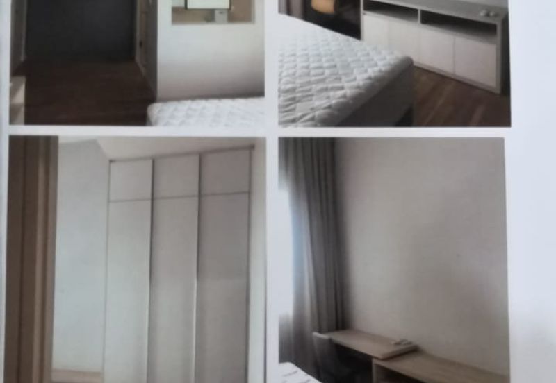 Cyperus @ Tropicana Gardens