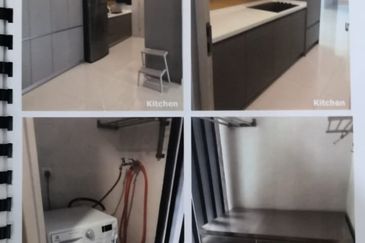 Cyperus @ Tropicana Gardens