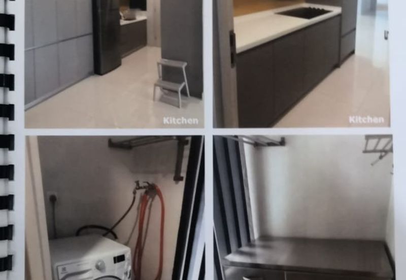 Cyperus @ Tropicana Gardens