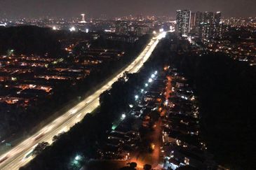 Cyperus @ Tropicana Gardens