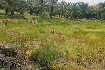 Kota Tinggi 22 acre Agriculture Land