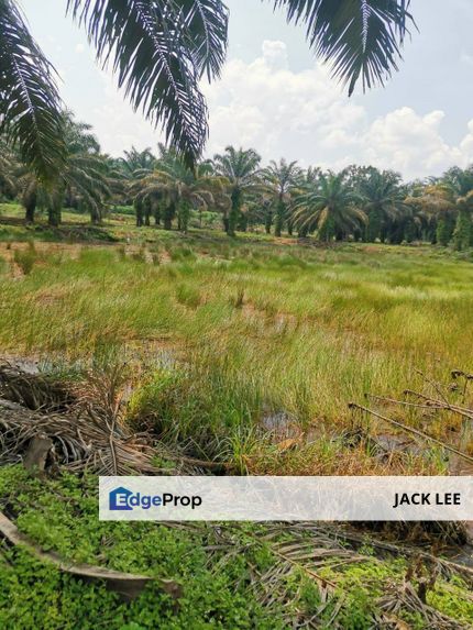 Kota Tinggi 22 acre Agriculture Land, Johor, Kota Tinggi