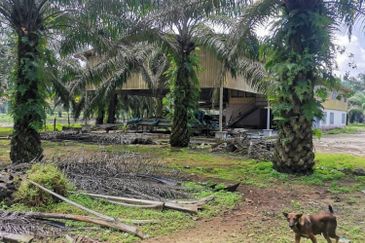 Kota Tinggi 22 acre Agriculture Land